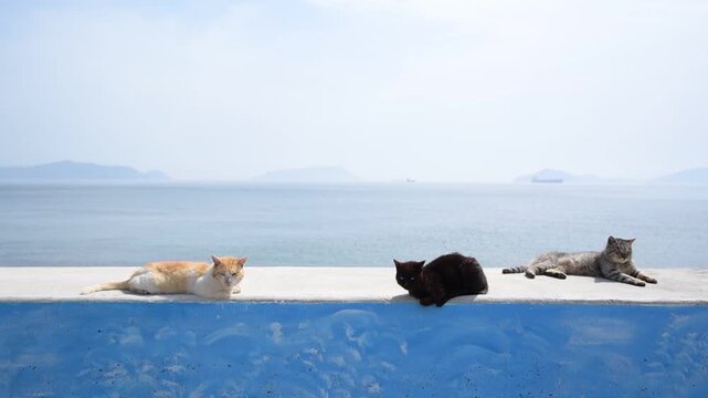 貨物船の行き交う春の瀬戸内海を背景にひなたぼっこする3匹の猫 （岡山県笠岡市六島, 2026年4月）