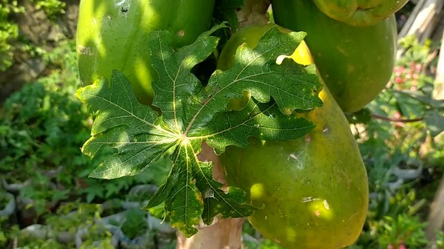 Ripe papaya fruit and its leaves blowing in the wind on a sunny day