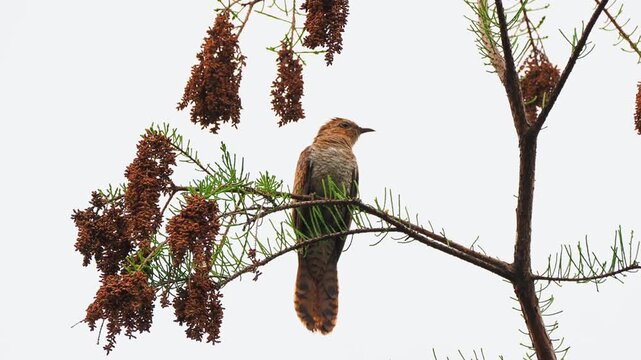 A wild cuckoo bird with a barred breast perched on a slender tree branch looking upwards at hanging dry seed pods against a clear white sky background