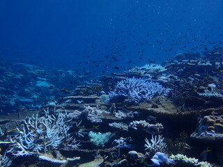 無数の小魚が群れる美しいサンゴ礁の海中景観、ダイビングスポット © INF.Blue