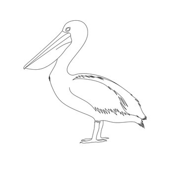Pelican bird line art vector,pelican outline design image,pelican bird line drawing vector,linear pelican bird illustration,pelican bird outline stock vector 