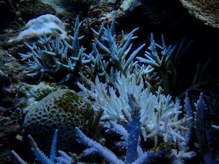暗い海中に青白く浮かび上がる美しいサンゴ礁、海洋生態系 © INF.Blue