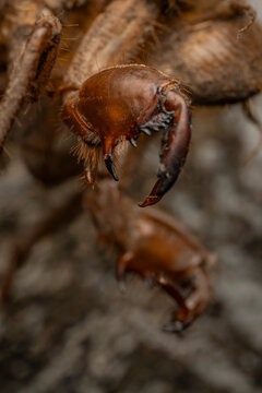 Extreme macro close up shot of a scary camel spider mouthparts and fangs with sharp tips and bristly hairs