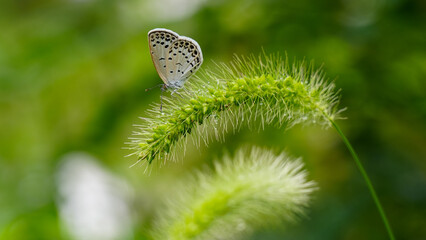 an aberration butterfly © ilyoung