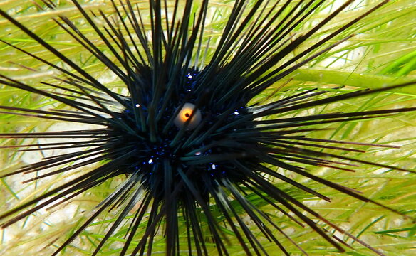 Philippines sea life