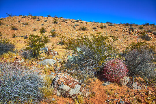 Fire Barrel Cactus and Desert Shrubs on Rocky Hill Under Clear Blue Sky