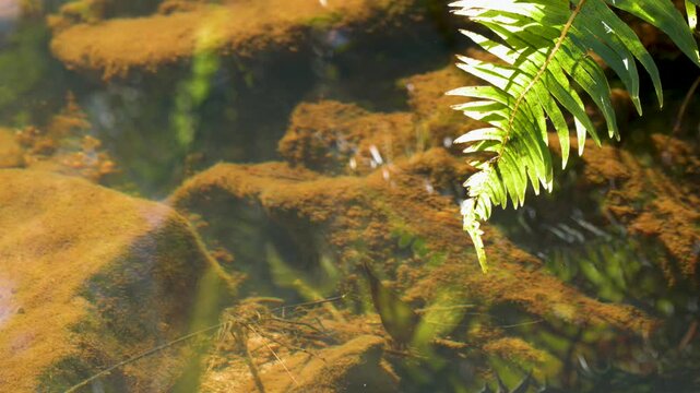 Sunlit Fern Over Mossy Rocks in Wentworth Falls Stream