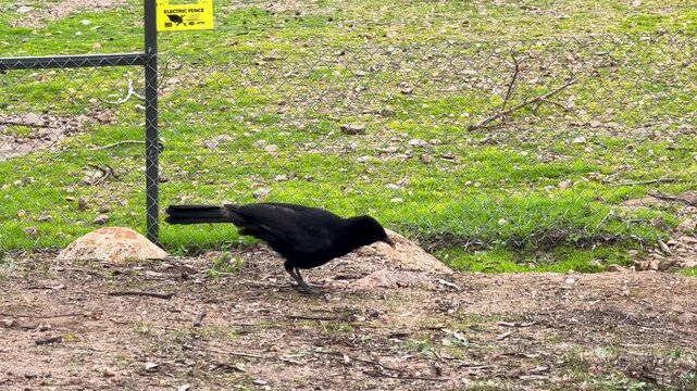 White-winged Chough Foraging on Ground in Dubbo Australia