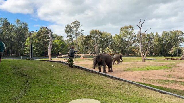 Zookeeper Feeding Asian Elephants in Outdoor Safari Park Enclosure
