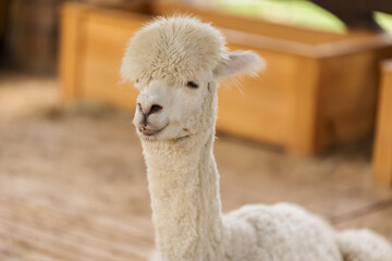 Fototapeta premium close up alpaca resting in cot