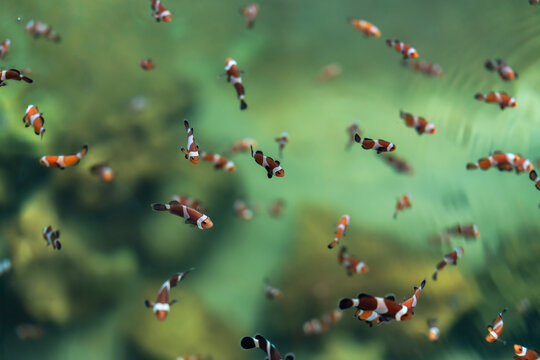 ocellaris clownfish or anemone fish swimming in water