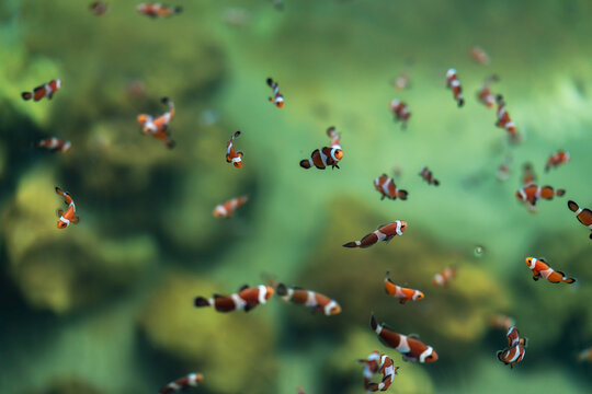 ocellaris clownfish or anemone fish swimming in water