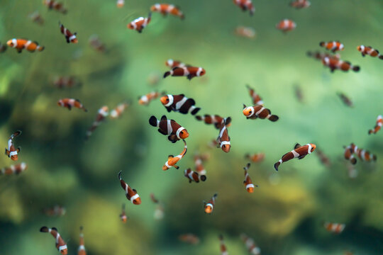 ocellaris clownfish or anemone fish swimming in water