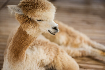 Fototapeta premium alpaca resting in its cot