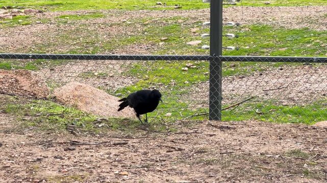 White-winged Chough Foraging on Ground in Dubbo Australia