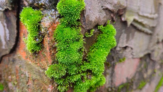 Green Moss Growing on Tree Bark, Vibrant green moss growing on an old weathered wall surface