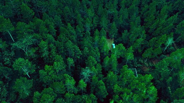 Aerial view of dense forest canopy in autumn light. Lush green and yellow leaves create textured pattern. Treetops form a soft, organic tapestry overhead. Sunlight filters through branches
