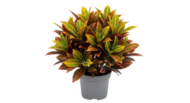 Colorful croton plant with yellow and red leaves in a gray pot isolated on transparent background