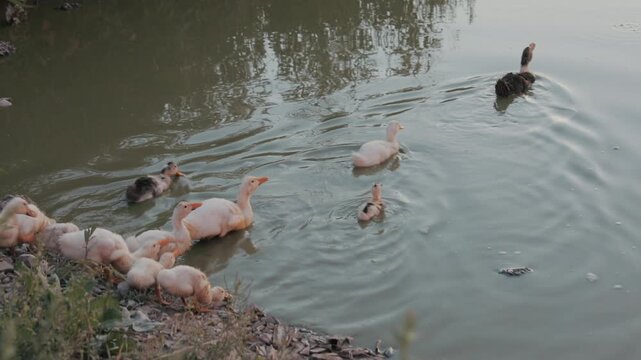 Cinematic wide-angle shot of cute ducklings gathering at the edge of a natural pond and swimming into the water.