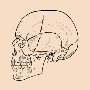 Human Skull Side View Anatomical Line Art Medical Illustration