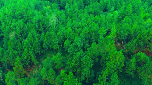 Aerial view of dense forest canopy in autumn light. Lush green and yellow leaves create textured pattern. Treetops form a soft, organic tapestry overhead. Sunlight filters through branches