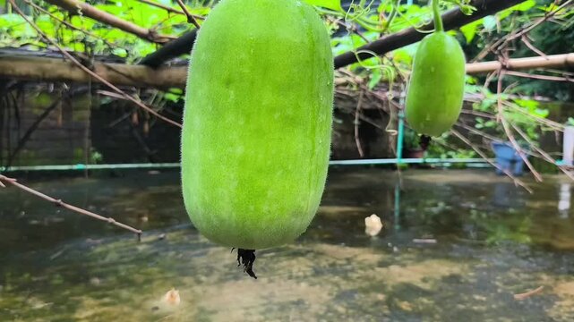Fresh Green wax gourd   Parwal Growing on Vine in Organic Garden, Close Up video 