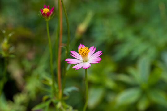 Pink cosmos flower blooms softly in green grass. Tiny yellow center contrasts delicate petals. Focal point highlights natural garden beauty. Background softly blurred, enhancing bloom