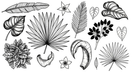 Collection of hand-drawn tropical leaves and exotic plants in black line art style, featuring palm fronds, banana leaves, and jungle foliage on white © Adam