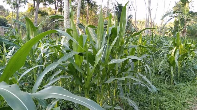 Wide view of young green corn field growing under bright sunlight in countryside