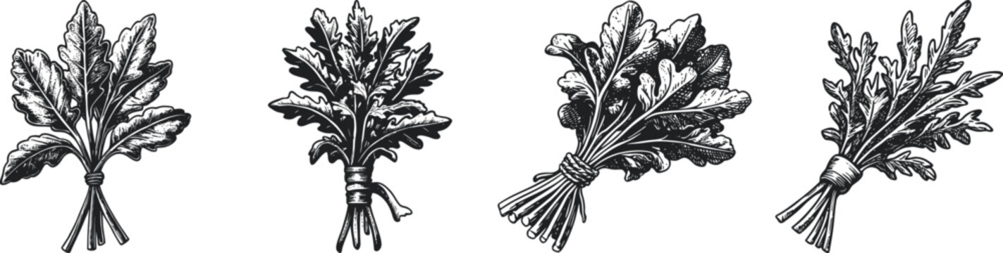 Collection of detailed black and white vintage botanical illustrations depicting various leafy plants, showcasing