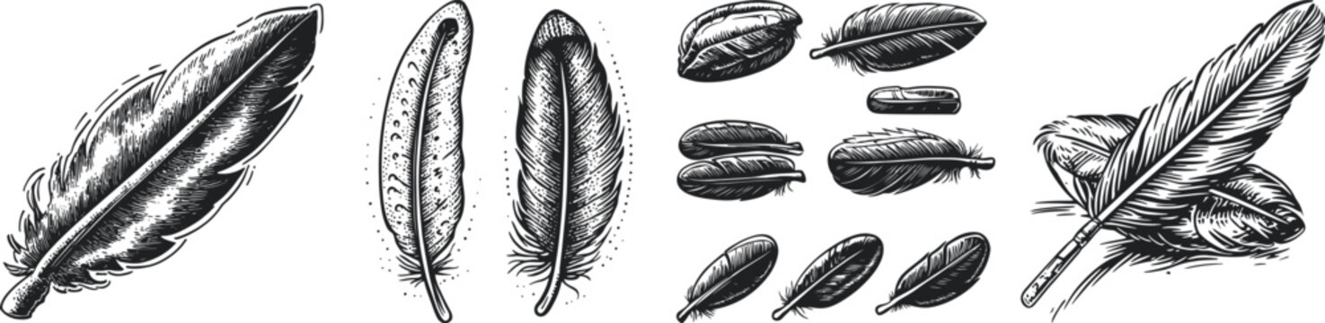 A detailed collection of different types of feathers including long, thin, soft, and textured feathers, showcasing