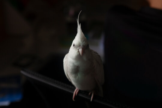 A whiteface cockatiel perched on a chair while looking directly at the camera. A calm and curious pet bird portrait with natural indoor lighting, ideal for pet care, animal, and lifestyle themes.