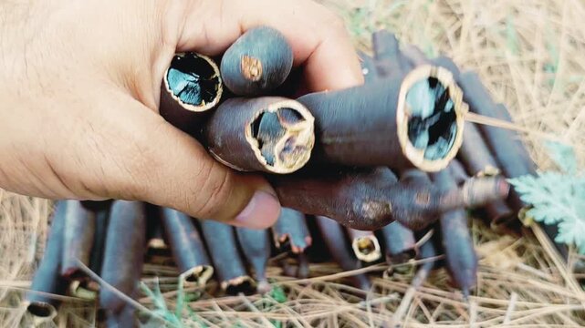Close Up View Of Opened Cassia Fistula Seed Pods