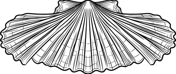Detailed Outline of a Seashell © Grid