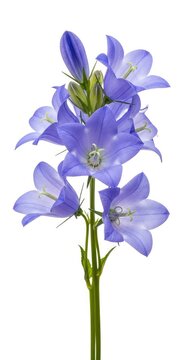 Close-up view of delicate blue bell flowers arranged elegantly against a clean white background, showcasing vibrant petals and green stems, purity, elegant, flora