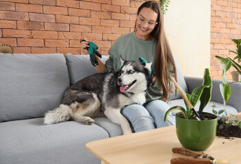 Young woman with cute husky dog, houseplants and gardening tools at home © Pixel-Shot