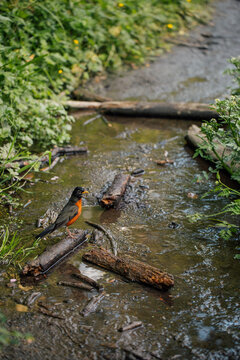 robin with worm in mouth, sitting on fallen branch in stream