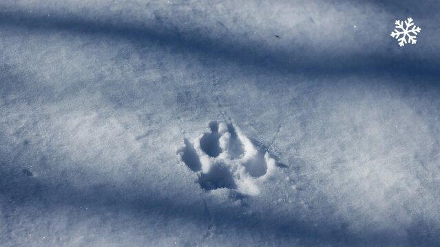 Close up view of an animal paw print in deep winter snow with print impressed white distinct animal background