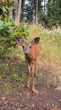 Beautiful yearling blacktail deer with small fuzzy uneven antlers in a meadow with wildflowers.