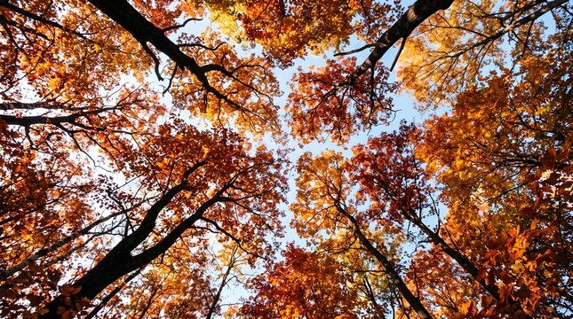 Autumn canopy a vibrant view looking up through fall foliage and bare tree branches