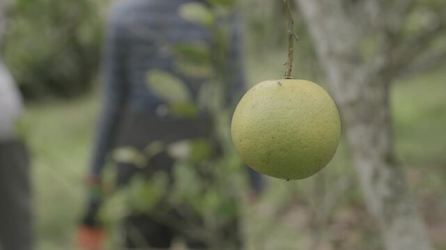 Close up of single ripe pomelo hanging from tree branch in orchard garden. Fresh fruit ripening naturally before harvest with soft blurred background in daylight