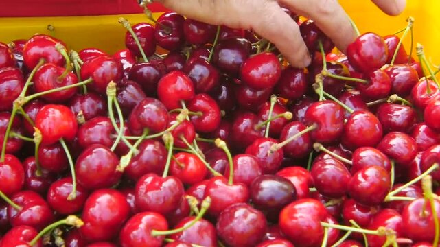 Close up of freshly picked cherries filling harvest crate with hand sorting ripe fruit. Fresh seasonal produce ready for collection after orchard harvest in natural daylight