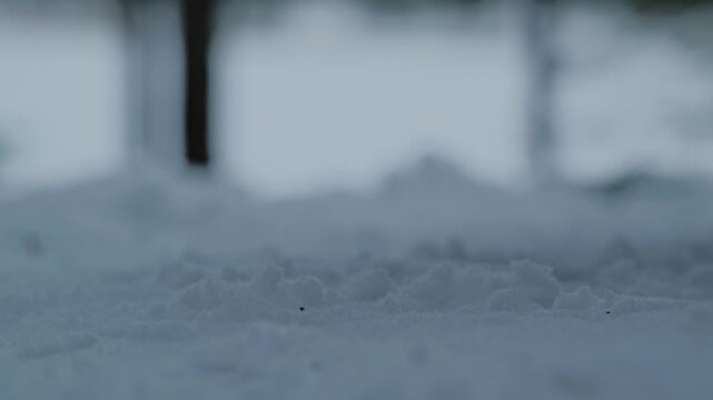 Winter forest close-up showing pine cone dropping into fresh snow in slow motion