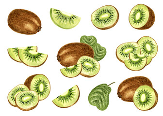 Fototapeta premium Kiwi set of watercolor hand drawn illustrations for healthy eating designs. Clip art of fruit whole, cut half and slice, leaf. Exotic tropical fruit for food product packaging, juice, cosmetics, jam.