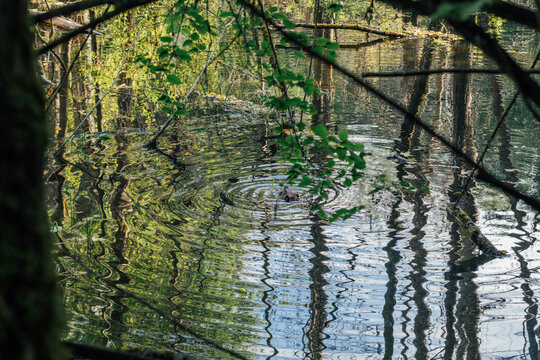 beaver swimming in water, Carkeek Park, Seattle July 2026