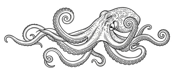 Detailed ink sketch of an octopus with swirling tentacles © Jepe