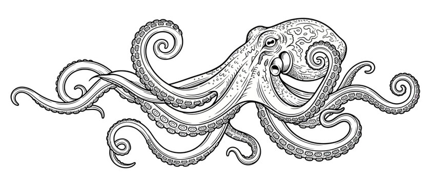 Detailed ink sketch of an octopus with swirling tentacles