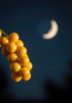 A cluster of small yellow chinaberry tree fruits hangs delicately against a dark sky with a glowing crescent half moon in the distance, tree, background, cluster