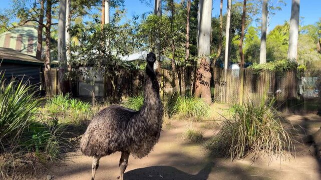 Australian Emu Standing in Sunny Eucalyptus Forest Enclosure