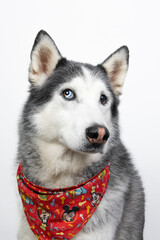 siberian husky dog portrait on white background © Mariana